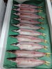 「📣本日のお魚情報🐟」