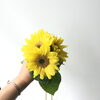 中心が黒くないひまわり。ソフトな印象です。「７月スタート。ひまわりの季節です。」