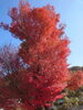 「紅葉見頃です」