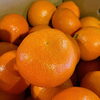 「今年も「蜜る」入荷しました🍊」