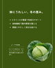 「岩見沢 雪中キャベツ 仕入れ｜飲食店向け産地直送・甘い冬野菜特集」