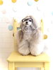 「春のフォトセット　♡」