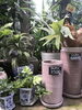 観葉植物セール9月いっぱい開催！ | 緑化フラワーセンター はなも本店 
