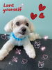「可愛い子ちゃん♡ Dog salon mofu mofu 余市町」