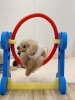 桃ちゃんジャンプ💨「ましゅまろ幼稚園🐾」
