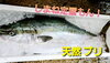 「○本日のお刺身○【しまね定置もん！】天然ブリ、天然タイ」
