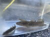 この子は…ハゼ？？？🐟「川遊びに行ってきたよ〜🐟‼️【札幌市北区篠路　児童発達支援　放課後等デイサービス】」