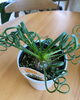 「観葉植物入荷しました」