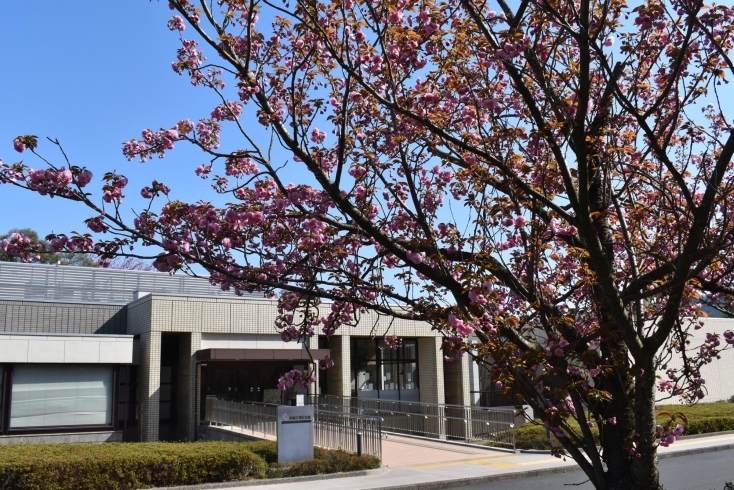 八重桜「八重桜が見ごろです・新収蔵品展　の開催は今日まで！」