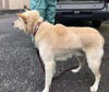 「飼い主さんを探しています！！御殿場保健所で保護収容」