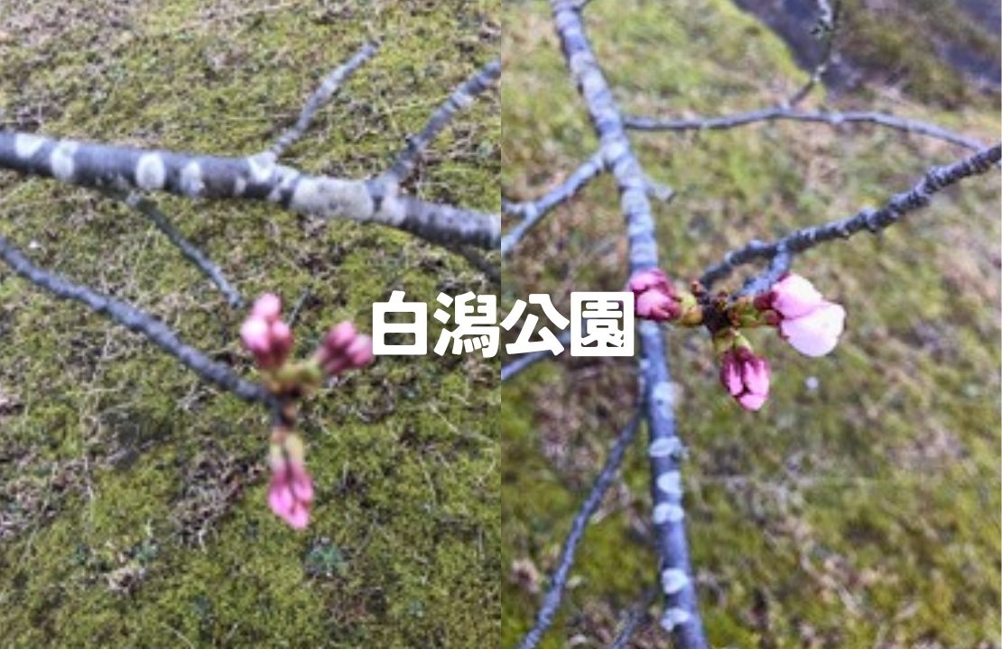 松江北公園　桜開花状況