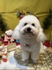 「🐶今日のトリミングのお友達🎍」