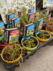 食虫植物「入荷日」