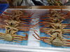 「📣本日のお魚情報🐟」