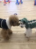 チップくんにご挨拶中　にこくん「ましゅまろ幼稚園　^o^」