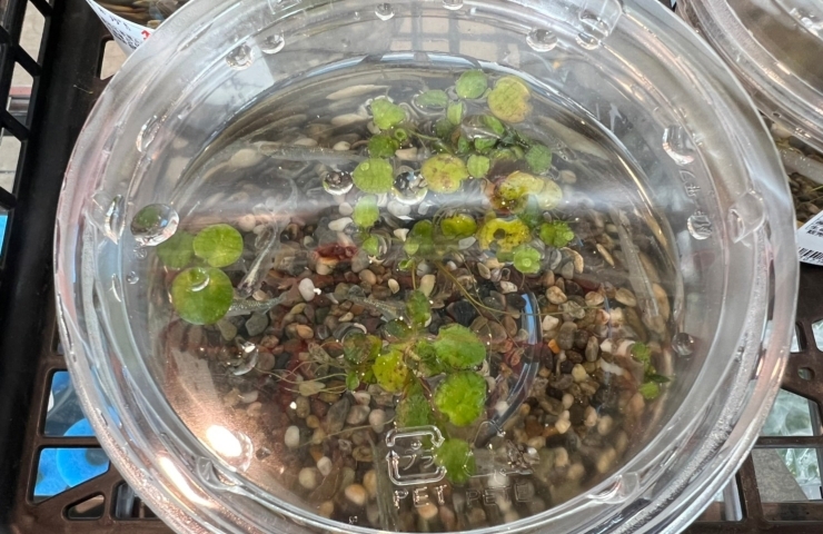 銅夢キッチン まりもっぽい可愛い水草 産直市場 銅夢キッチンのニュース まいぷれ 新居浜市 銅夢キッチン まりもっぽい可愛い水草 産直市場 銅夢キッチンのニュース まいぷれ 新居浜市