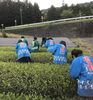 「クグロフを作っている大垣養老高校の生徒さんと茶摘みを行いました。」