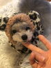 マイクロサイズのＦｕＦｕも大好きなベッド♡「ぬくぬく♡わんこベッド」