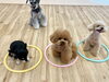 リング待ち　みんな上手です「ましゅまろ幼稚園🐾」