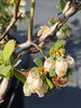 フロリダサファイアの花「来年、食べてほしい！期待のブルーベリー品種のご紹介 / 犬山市の観光農園ブルーベリーポケット」