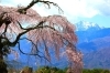 桜名所・スポット】富士見町 葛窪しだれ桜（くずくぼ） | 桜・お