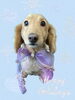 「Dog salon mofu mofu　余市町」