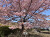 「魚魚の宿　3月20日　河津桜🌸」