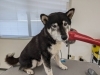 「本日のお客さま♥️柴犬【大分市中戸次／ドッグサロン／トリミング】」