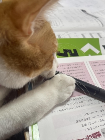 ボールペンで、添削ニャ「猫さんも一緒に学習」