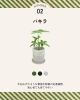 パキラ「【花小金井】ミニ観葉植物が入荷しました🌿」