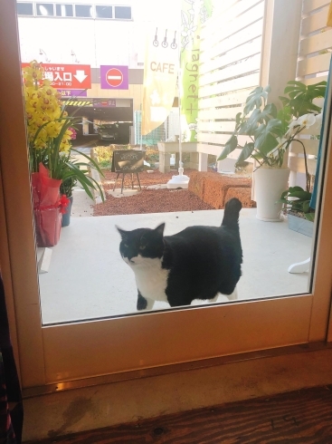 うちの店の招き猫「ふうた」くんが外でお出迎え「おひとり様もゆったりできると好評です！」