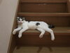 「迷い猫シロくんを探しています【11月7日　新居浜市船木付近】」