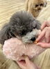 リリーちゃん練習中〜「ましゅまろ幼稚園🐾パート2」
