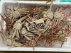 「鮮魚パックいろいろ販売中‼️〆鯖も販売致します🐳」