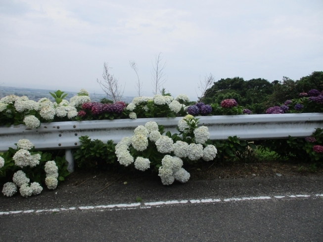 こんなところからも「今年はやまじ風がよく吹きます」