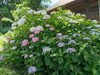 「性海寺の紫陽花」