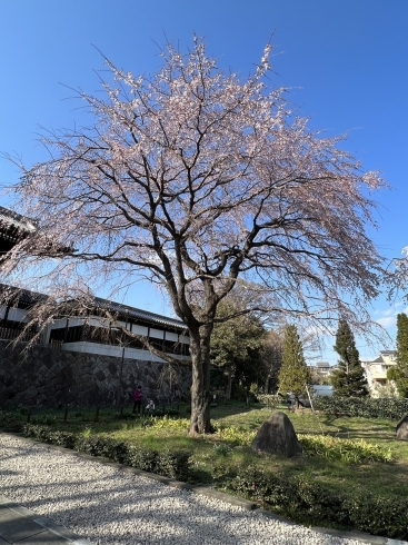 これから咲くのが楽しみな木「満開間近！府中市の東郷寺のしだれ桜(枝垂れ桜)の開花状況、見頃の情報　第3報」