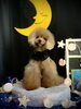 ティアラちゃん「お月さまとわんこ🌛」