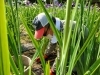 長井あやめ公園 の除草ボランティアに参加してきました まいぷれ長井 西置賜編集部のニュース まいぷれ 長井 西置賜