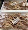 ズワイガニ「鮮魚入荷致しました」