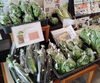 その他たくさん八王子産野菜入荷！「八王子産まくわうり　本日、7/24入荷しました。その他、夏野菜そろえています。　まくわうりは追熟してお召し上がり下さい。　八王子産　野菜　懐かしい果物　八日町　八王子　八王子市　八王子の果物　採れたて」