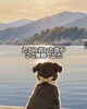 「シベリアに取り残されたクロの物語🐕‍🦺」