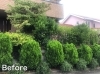 「けやき坂で大雨の中、剪定をしました！」