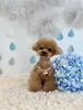 チルくん「わんこと梅雨☔️」