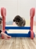 ペルルちゃんオヤツみつめながらジャンプ💨「ましゅまろ幼稚園🐾」