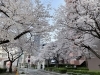 3月29日（月）福島区開花情報 | 大阪市福島区の桜特集| まいぷれ