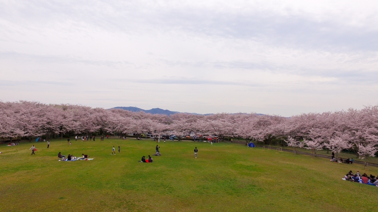 芝生公園の周囲に桜が植わっています