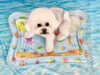 寿ちゃん「波とわんこ🌊　白い波編　笑」