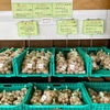 「『種芋』入荷しました！農産物直売所」