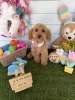ダップー　カット「⭐️5月の特典⭐️営業日🐶コッカー、ミックス、トリミングのお友達🌷」